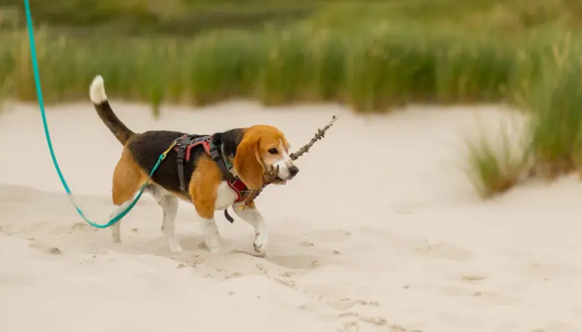 Szczeniak beagle na spacerze na plaży, niosąc patyk w pysku. Idealny dzień, kiedy szczeniak może wyjść na dwór.