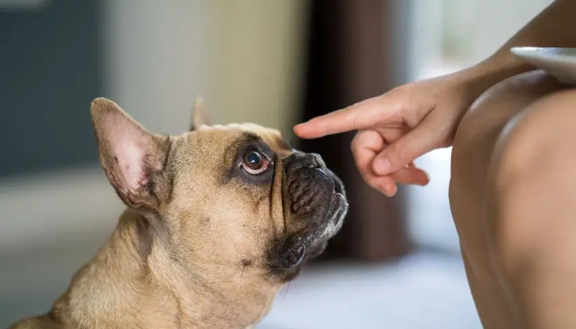 Francuski buldog patrzy z uwagą na palec wskazujący, ucząc się, kiedy pies przestaje gryźć.