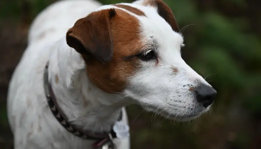Portret Jack Russell Teriera. Czyżby czekał na przysmak, może imbir dla psa?