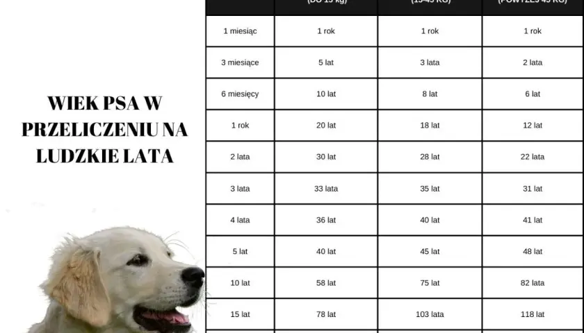 Golden retriever długość życia: tabela przelicza wiek psa na ludzkie lata, pokazując, że nawet duże psy żyją długo.