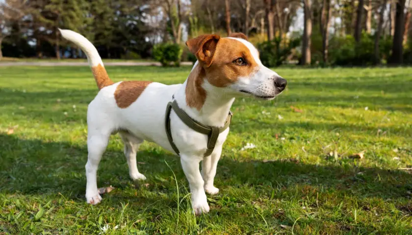 Jack Russell terrier waga idealna, piesek w zielonej obroży stoi na trawie w parku.
