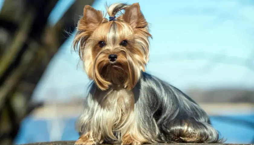 Uroczy york terrier duży, z kokardką na głowie, siedzi na kamieniu na tle błękitnego nieba i drzew.