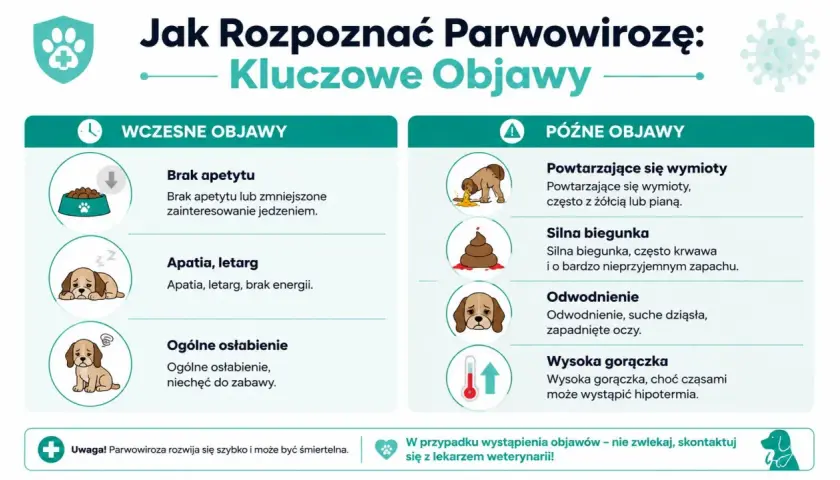 Objawy parwowirozy u szczeniaka: brak apetytu, apatia, wymioty, biegunka, odwodnienie, gorączka. Szybka reakcja jest kluczowa.