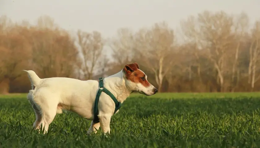 Szczeniak Jack Russell Terrier w zielonej obroży na łące. Zastanawiasz się, ile powinien jeść?
