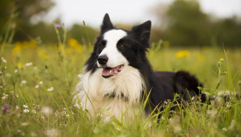 Border collie wzrost. Pies leży na łące pełnej kwiatów, z pyszczkiem lekko uchylonym.