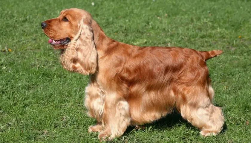 Rudy cocker spaniel angielski, znany ze swojego łagodnego usposobienia, stoi na zielonej trawie.