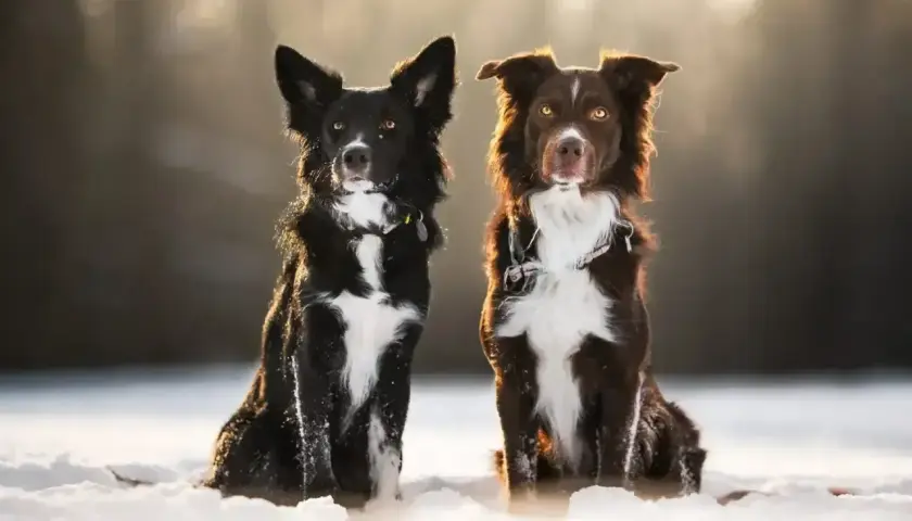 Dwa urocze psy rasy border collie, jakby miniaturka, siedzą w śniegu. Jeden czarny, drugi brązowy, z białymi znaczeniami.