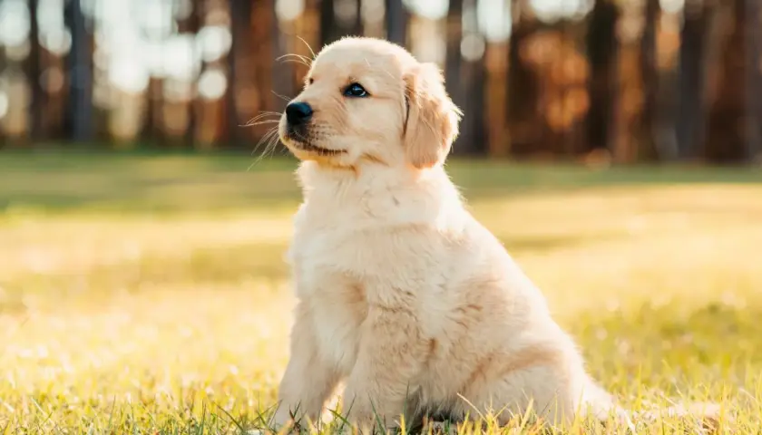 Uroczy szczeniak golden retriever siedzi na trawie. Zastanawiasz się, co może jeść szczeniak oprócz karmy?