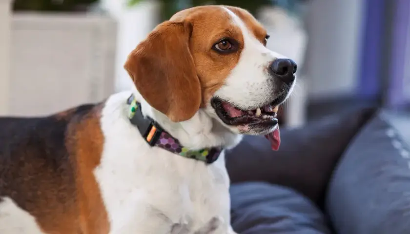 Radosny beagle, jeden z najzdrowszych ras psów, z językiem na wierzchu, siedzi na kanapie.