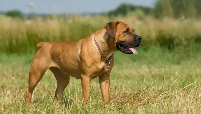 Duży brązowy pies rasy boerboel stoi na łące, dysząc z językiem na zewnątrz.