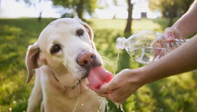 Labrador pije wodę z dłoni, by zapobiec udarowi cieplnemu u psa. Gorący dzień, pies jest spragniony.