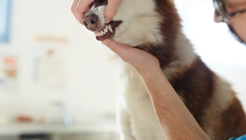 Weterynarz bada zęby i blade błony śluzowe u psa rasy husky.