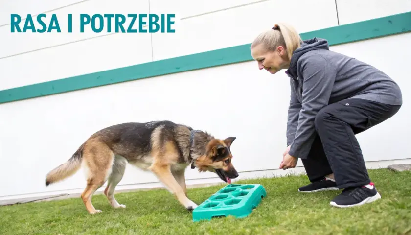 Trening z psem na trawniku, by nauczyć go, co zrobić, żeby pies nie piszczał, gdy jest sam. Pies interesuje się zieloną zabawką.