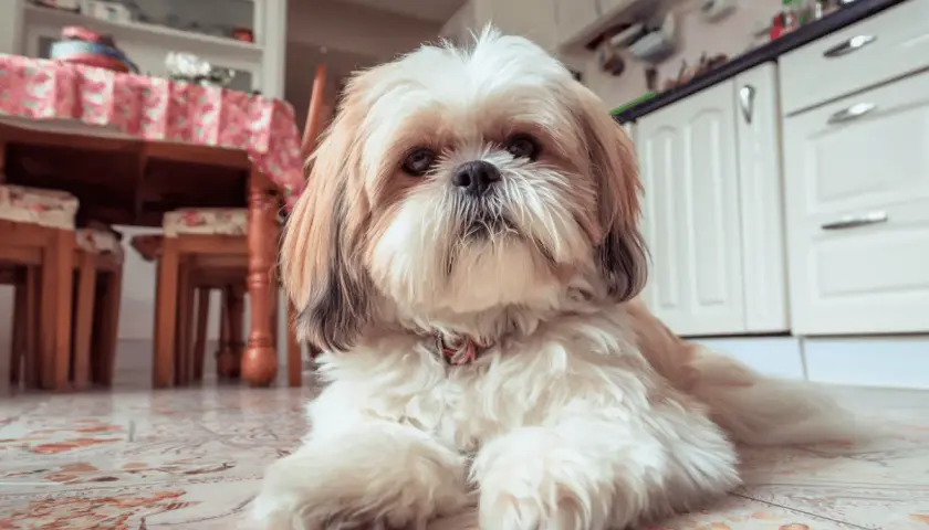 Słodki shih tzu leży na podłodze, przypominając o tym, czego nie może jeść shih tzu, np. czekolady czy winogron.