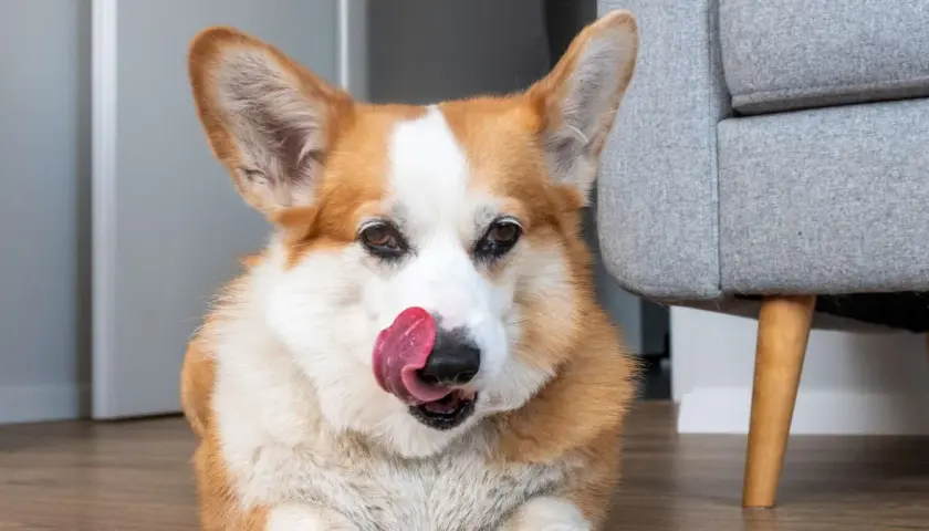 Uroczy corgi liże podłogę, szukając resztek smakołyków. Jego język wystaje, a oczy błyszczą.