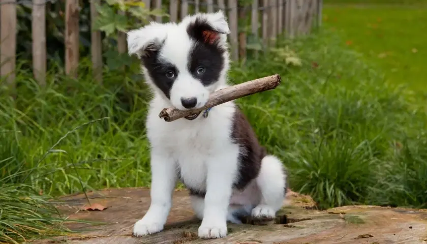 Uroczy szczeniak border collie mieszaniec z patykiem w pysku siedzi na pniu drzewa.