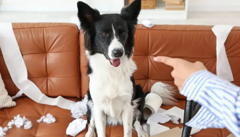Pies siedzi na kanapie wśród porozrzucanego papieru toaletowego. Czy husky szczeka? Nie, ten pies wygląda na niewinnego.