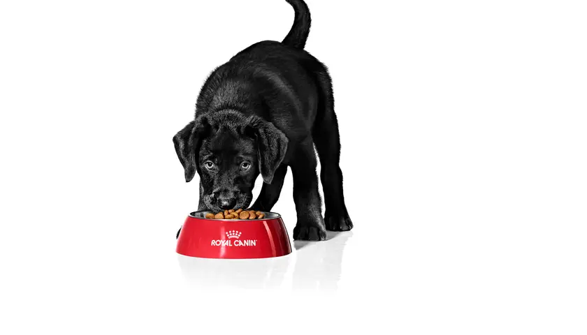 Czarny szczeniak je z czerwonej miski Royal Canin. To przykład, jak karmić szczeniaki 2 dniowe, choć w tym wieku potrzebują mleka matki.