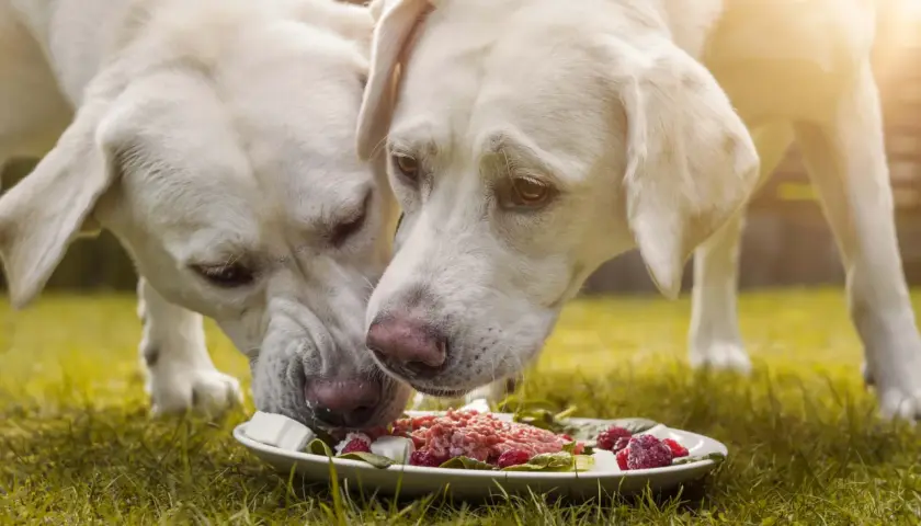 Dwa labradory jedzą z talerza. Zastanawiasz się, ile powinien jeść dorosły labrador?