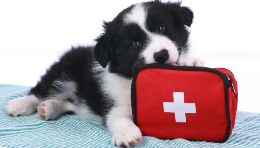 Szczeniak rasy border collie leży obok czerwonej apteczki z białym krzyżem. Wygląda, jakby był gotowy na nagłą śmierć psa, ale ma nadzieję na ratunek.