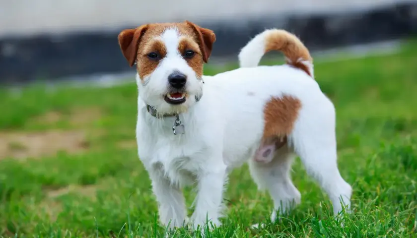 Uroczy jack russell terrier długowłosy z brązowymi łatkami na białej sierści, stoi na zielonej trawie.
