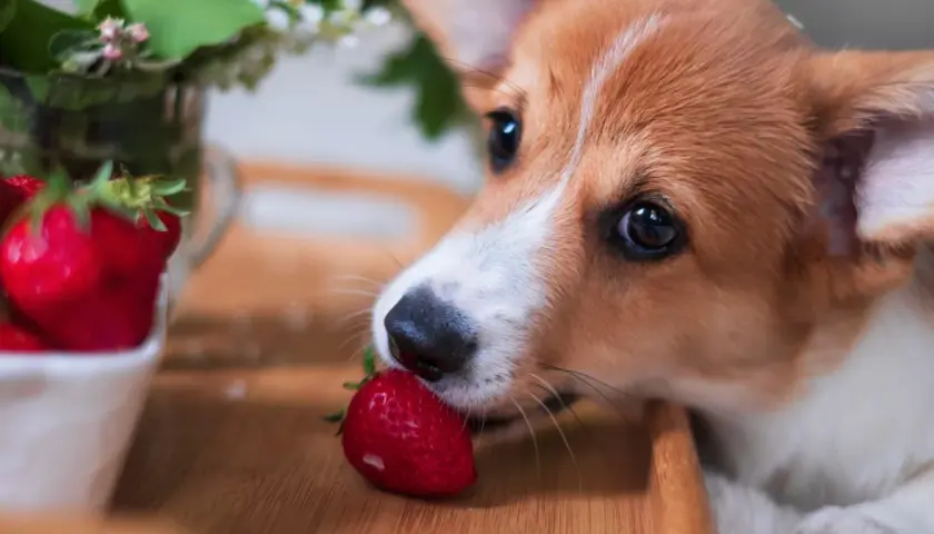 Corgi szczeniak delikatnie gryzie truskawkę, zastanawiając się, czy pies może jeść truskawki.