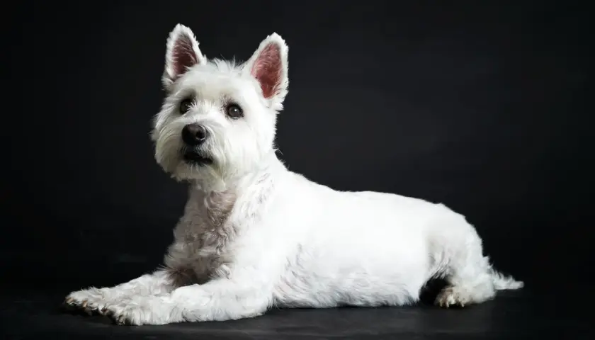 Uroczy west highland white terrier leży na ciemnym tle, z uwagą patrząc w bok.