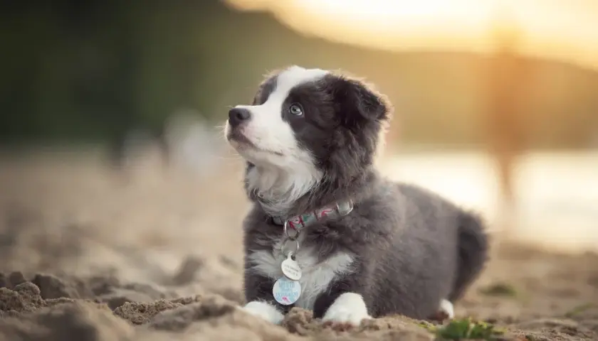 Uroczy, 2 miesięczny szczeniak rasy Border Collie leży na piasku, wpatrując się w zachodzące słońce.