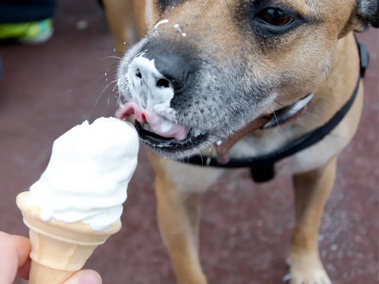 Czy pies może jeść lody? Ten piesek z pewnością się zajada! Wylizuje pyszne lody z wafelka, a jego pyszczek jest cały w śmietance.
