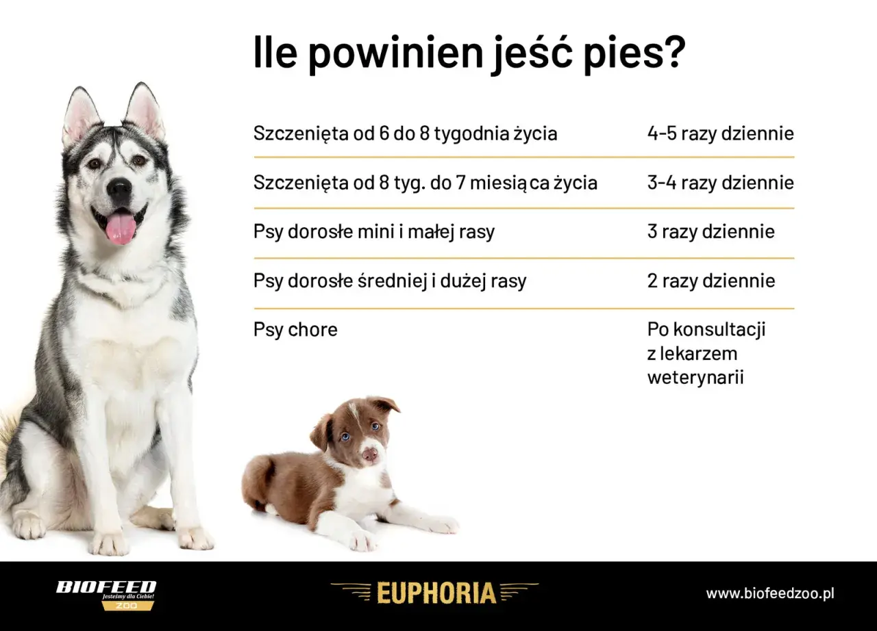 Ile razy dziennie karmić psa? Tabela podpowiada: szczenięta 4-5 razy, dorosłe 2-3 razy, chore po konsultacji z weterynarzem.