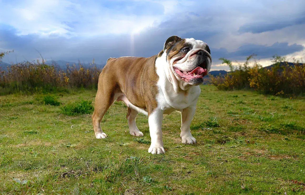 Buldog angielski, którego waga jest imponująca, stoi na trawie pod pochmurnym niebem.