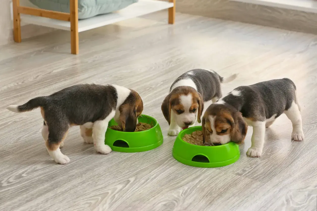 Trzy urocze szczenięta beagle, każdy w wieku około 3 miesięcy, zajadają się karmą z zielonych misek.