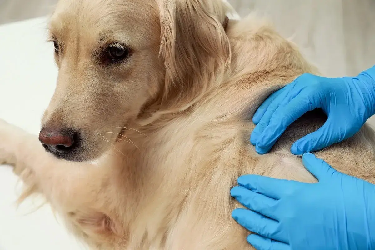 Weterynarz bada łagodnego golden retrievera, sprawdzając guzek pod sierścią, który może być tłuszczakiem u psa.