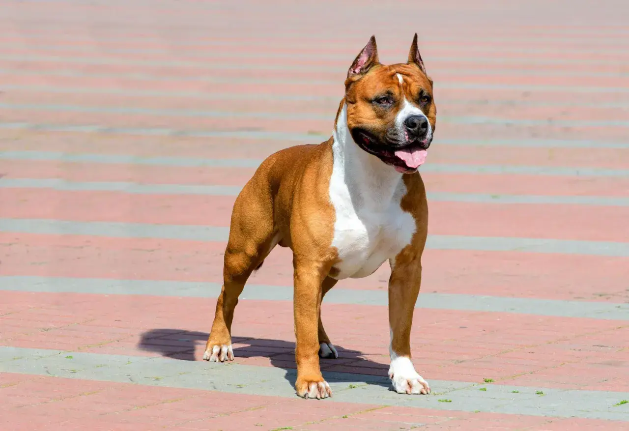 Silny, rudy staffordshire bull terrier z białymi znaczeniami, stoi na chodniku, dysząc z otwartym pyskiem.