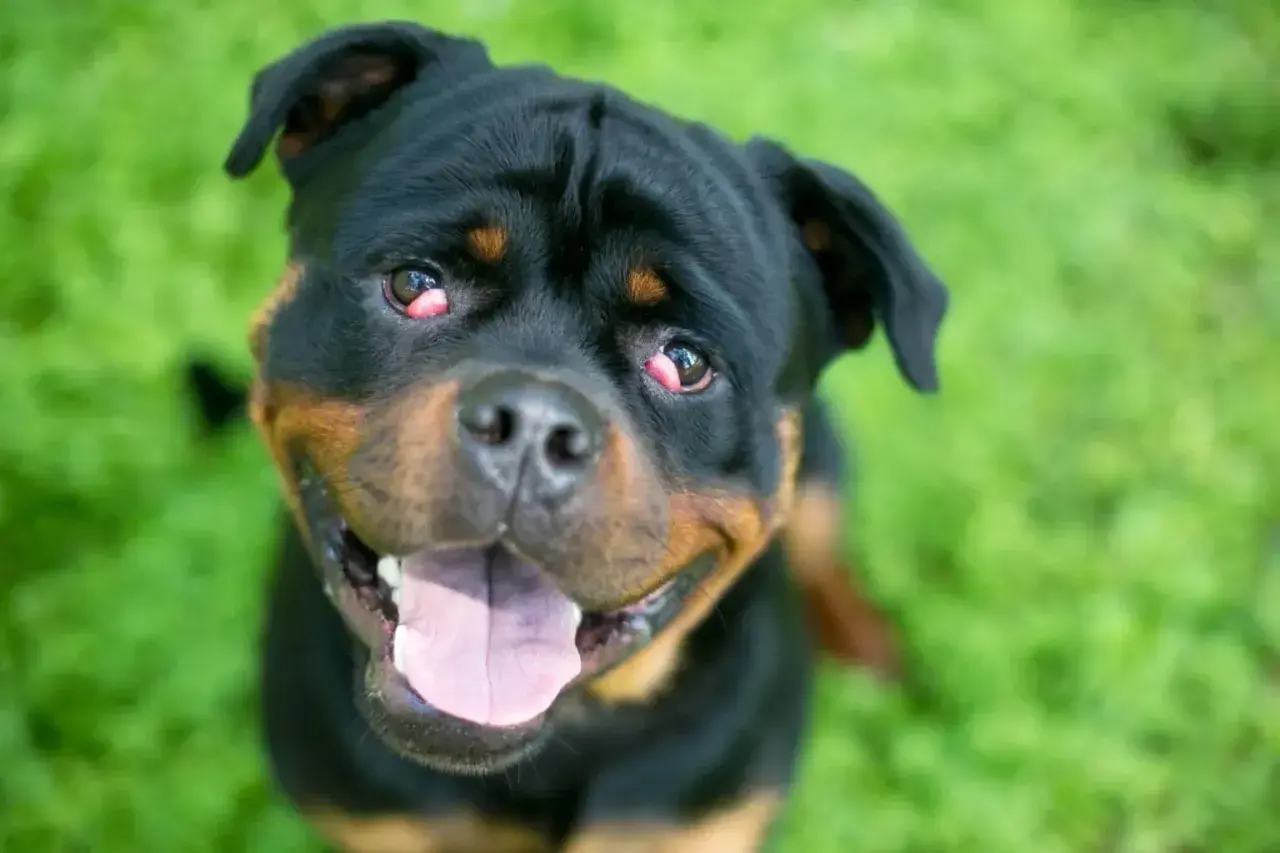 Rottweiler z zaczerwienionym, spuchniętym okiem, patrzący w obiektyw z otwartym pyskiem.
