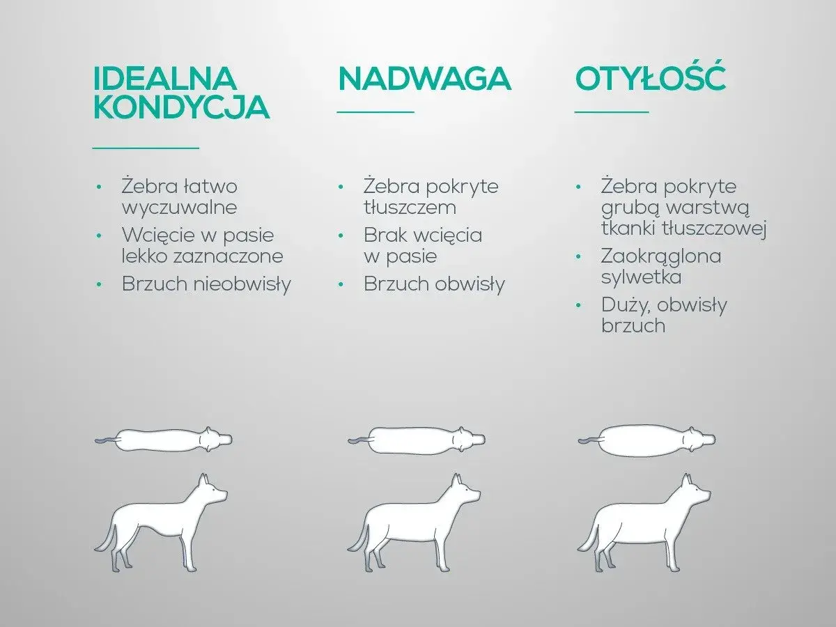 Jak odchudzić psa? Porównanie sylwetek: idealna kondycja, nadwaga, otyłość. Wskazówki dotyczące oceny budowy ciała psa.