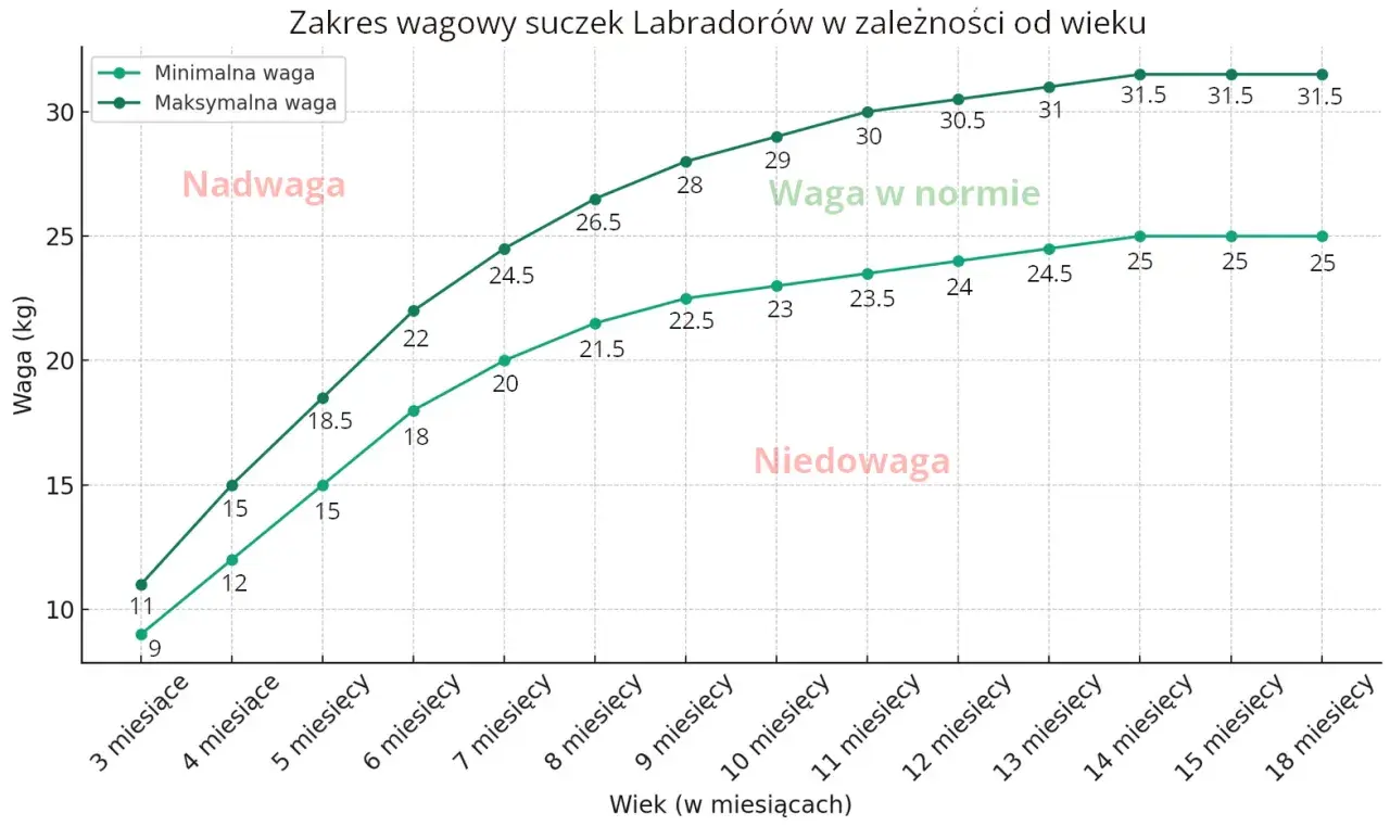 Wykres pokazuje zakres wagowy suczek labradorów. Labrador 3 miesiące waży 9-11 kg.