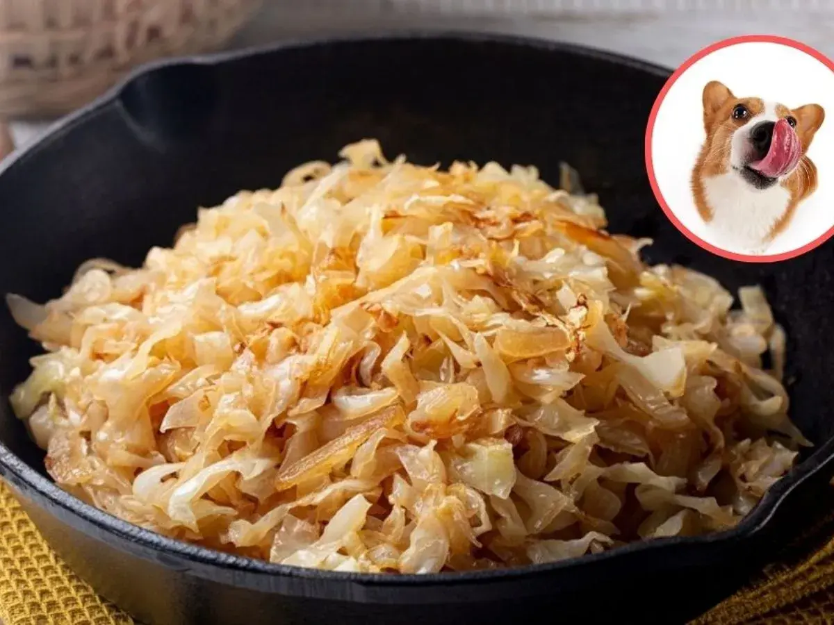 Czy pies może jeść kapustę kiszoną? Na zdjęciu widzimy porcję kapusty kiszonej w patelni i ciekawskiego Corgi.