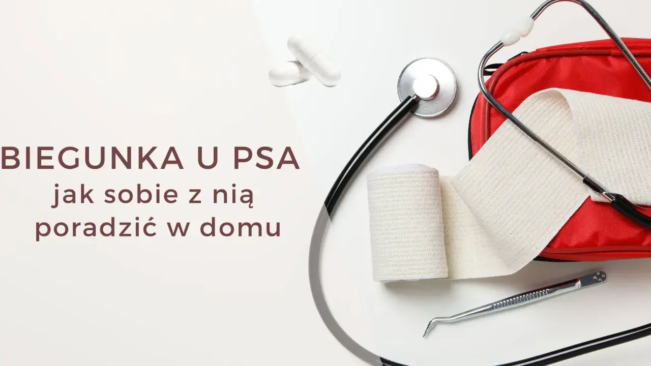 Biegunka u psa po zmianie karmy może trwać kilka dni. Na zdjęciu stetoskop, bandaże i apteczka.
