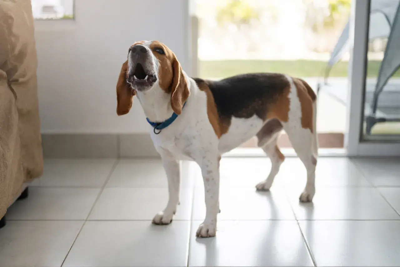 Beagle z otwartym pyskiem, kiedy szczeniak zaczyna szczekać, stoi na kafelkach.