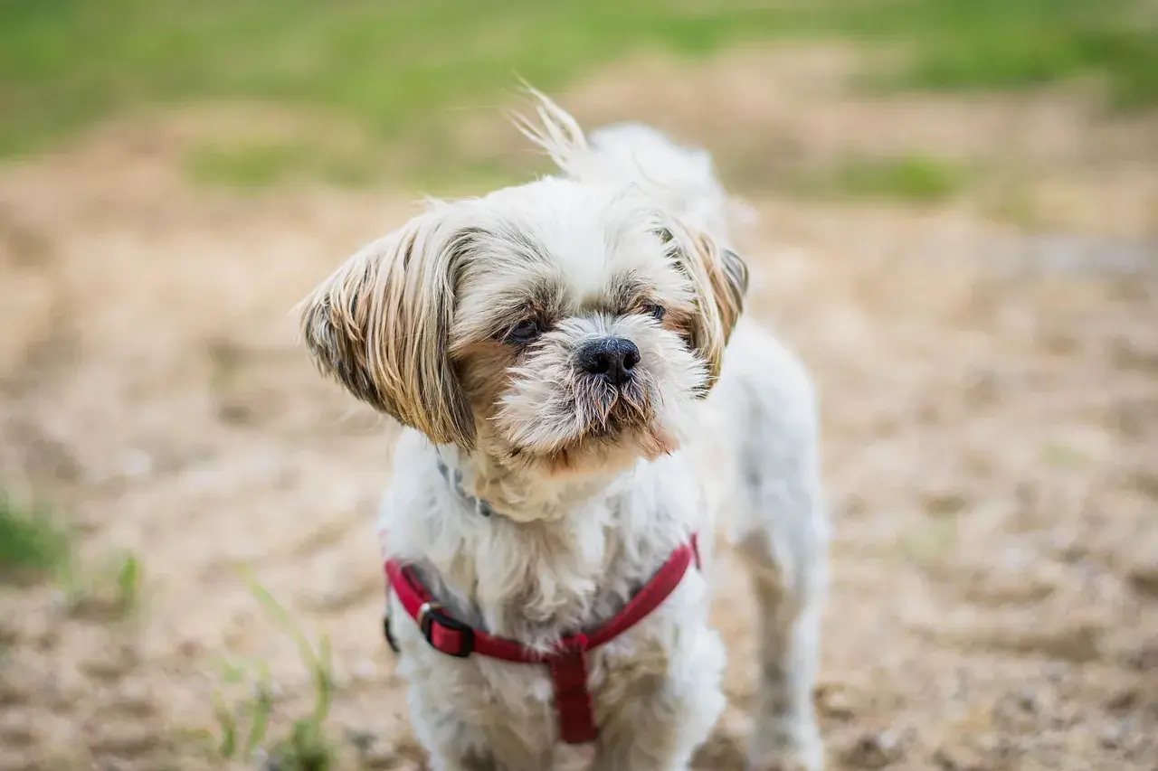 Shih tzu w czerwonej obroży, zastanawia się, czy pies może jeść biały ser.