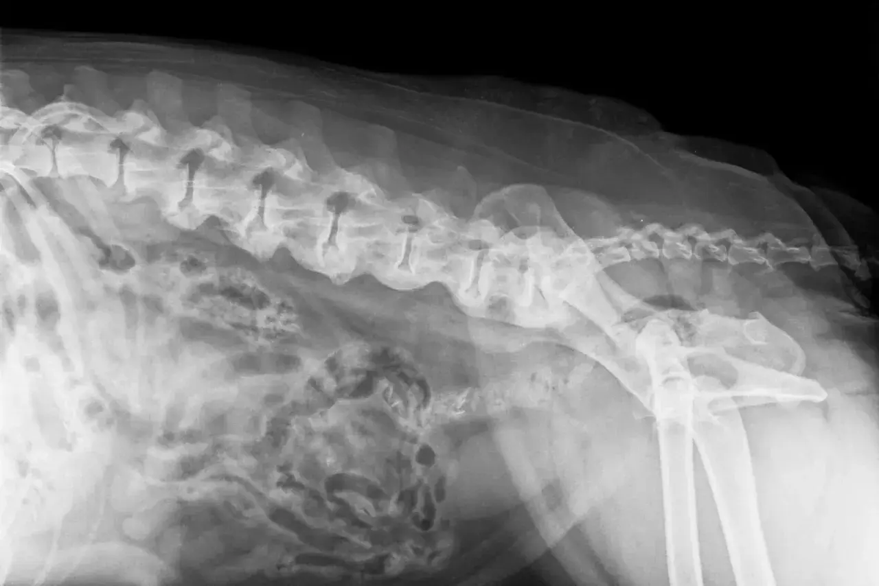 RTG kręgosłupa psa z widocznymi zmianami zwyrodnieniowymi, wskazującymi na spondylozę. Widoczne są osteofity na trzonach kręgów.