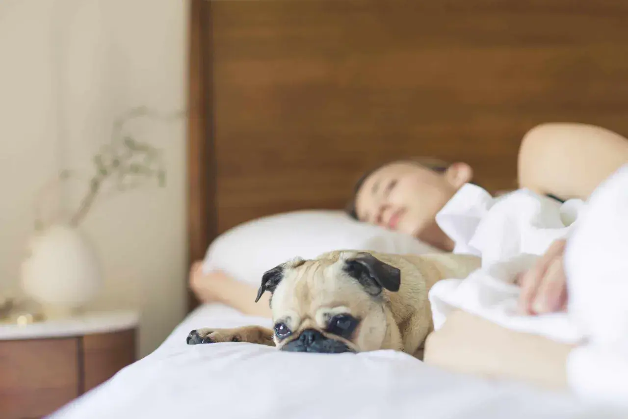 Mops leży obok śpiącej kobiety, jego oczy są szeroko otwarte. Czyżby to dziwne zachowanie psa w nocy?
