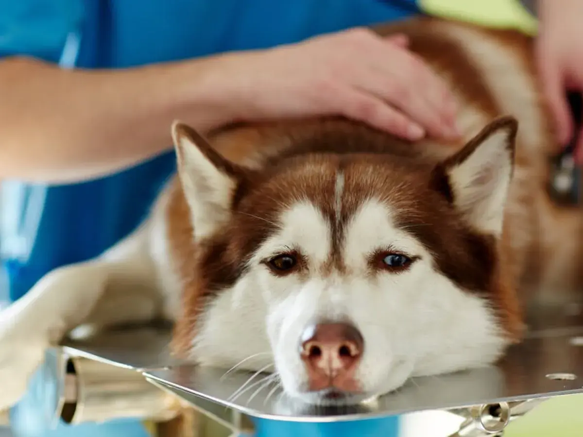 Husky leży na stole weterynaryjnym, weterynarz bada go, być może z powodu wnętrostwa u psa.