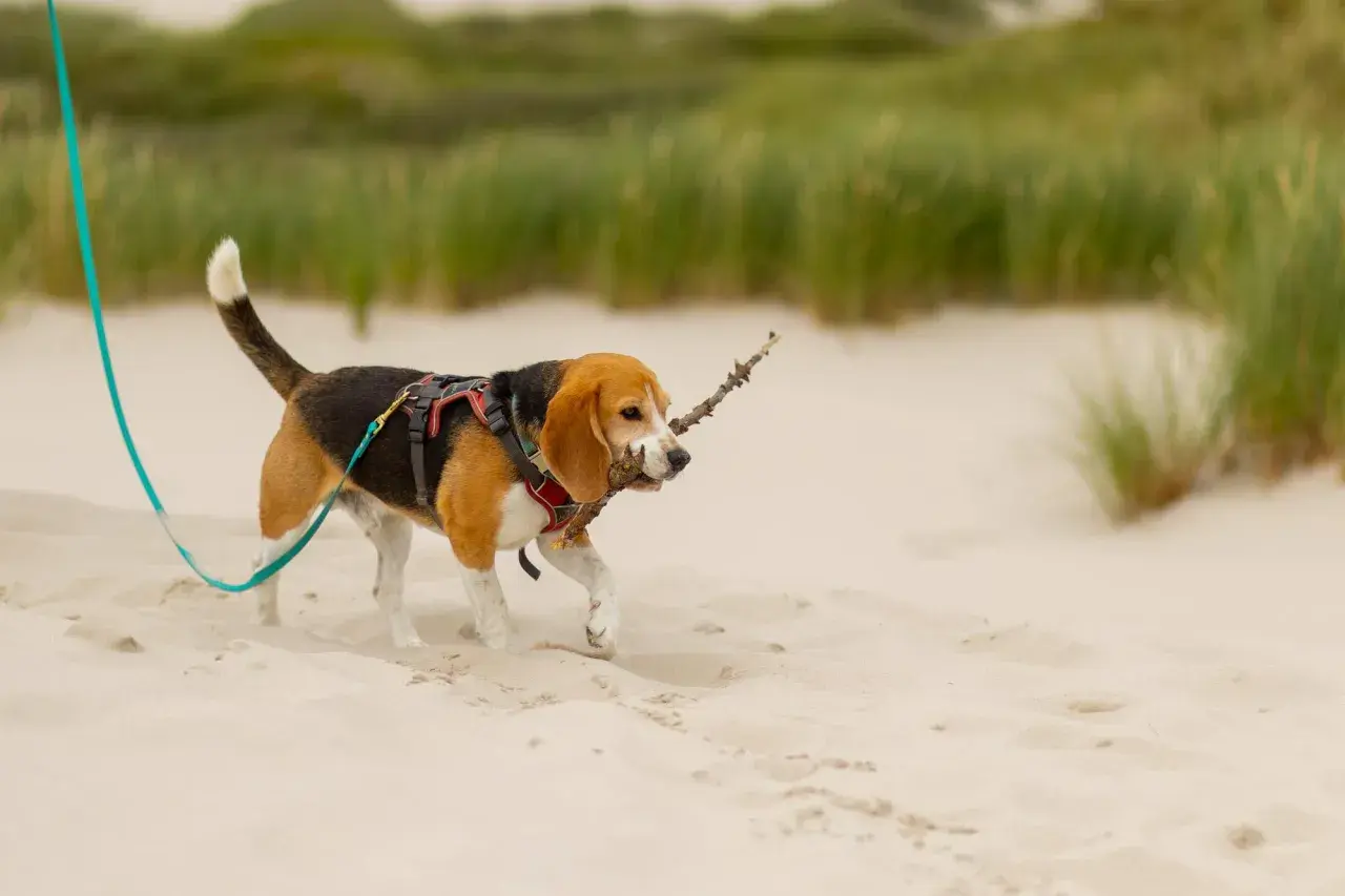 Szczeniak beagle na spacerze na plaży, niosąc patyk w pysku. Idealny dzień, kiedy szczeniak może wyjść na dwór.