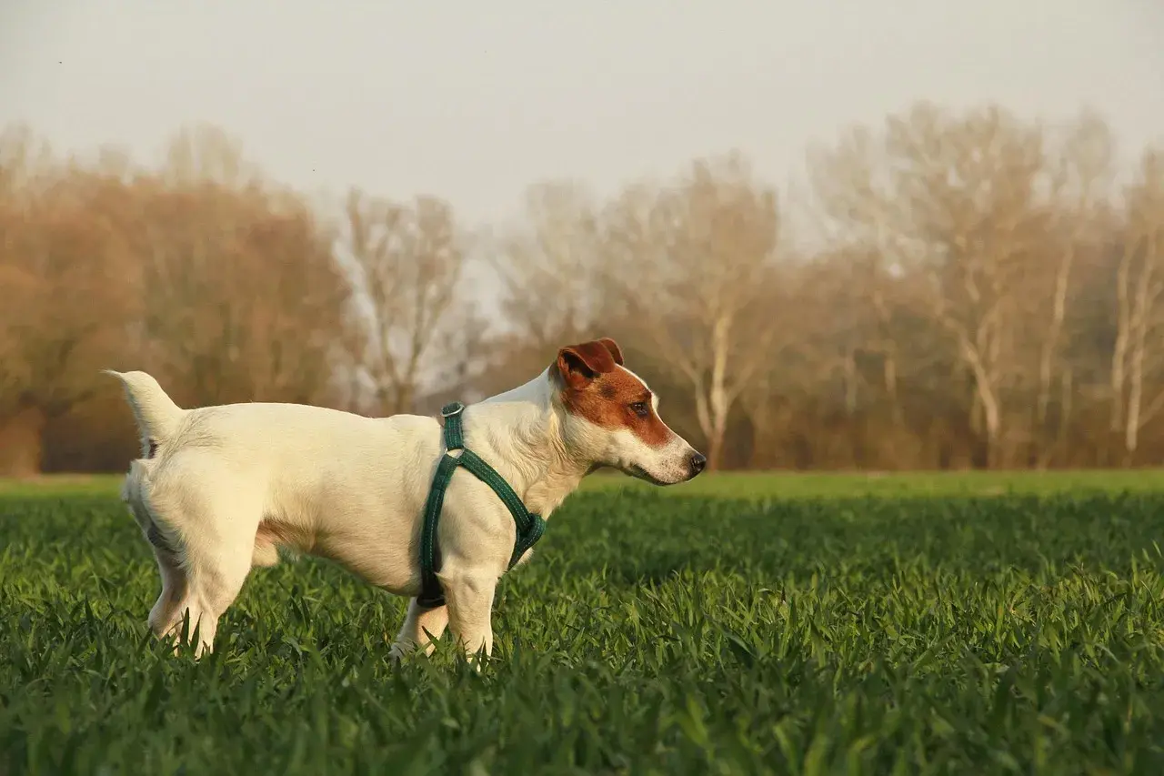 Szczeniak Jack Russell Terrier w zielonej obroży na łące. Zastanawiasz się, ile powinien jeść?