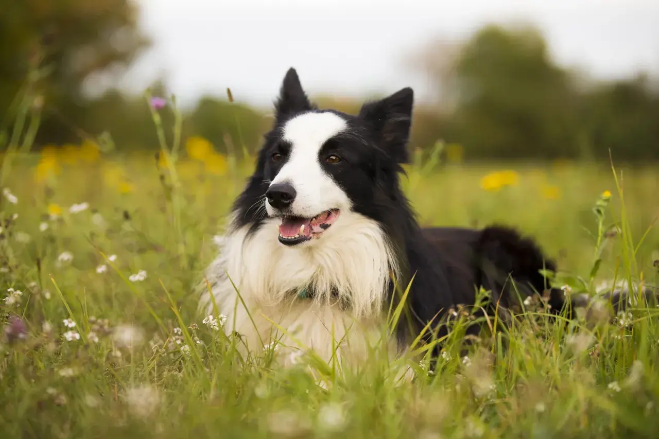 Border collie wzrost. Pies leży na łące pełnej kwiatów, z pyszczkiem lekko uchylonym.
