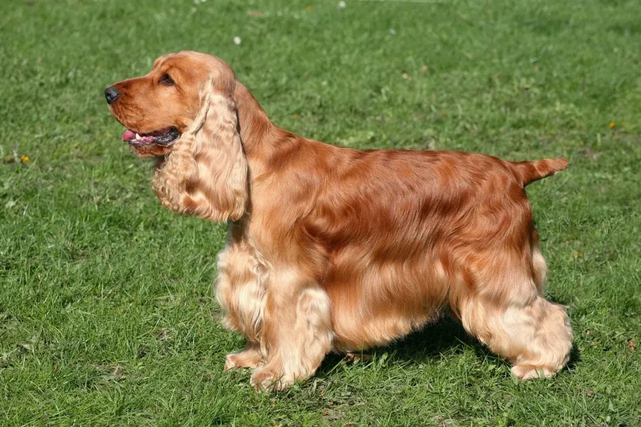 Rudy cocker spaniel angielski, znany ze swojego łagodnego usposobienia, stoi na zielonej trawie.