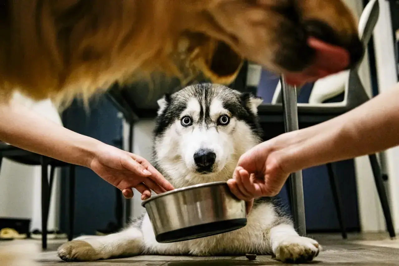 Husky z miską, dwie ręce podają jedzenie. Warto pamiętać o nifuroksazyd dla psa dawkowanie, by zadbać o jego zdrowie.