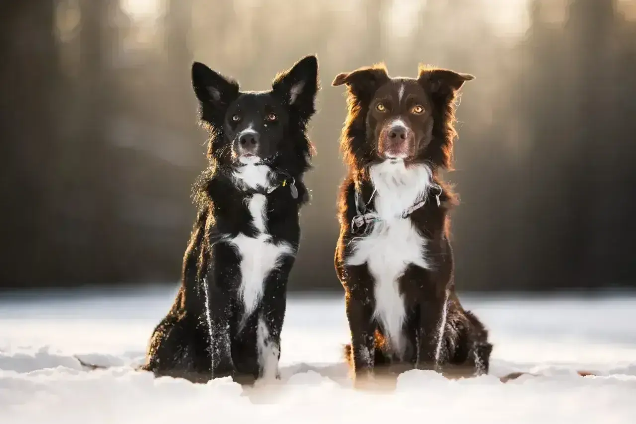 Dwa urocze psy rasy border collie, jakby miniaturka, siedzą w śniegu. Jeden czarny, drugi brązowy, z białymi znaczeniami.
